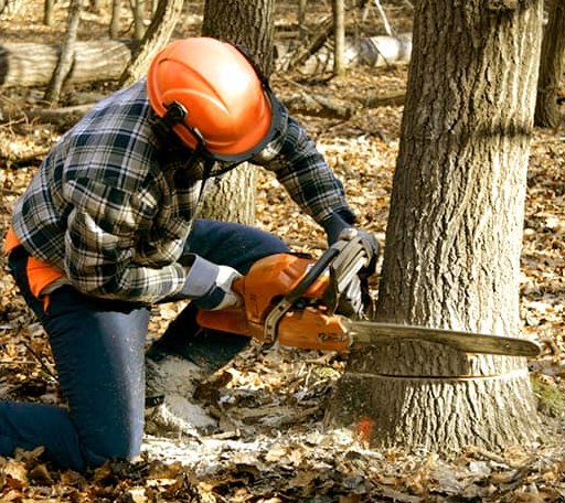 Tree Removal in Middletown Springs, VT